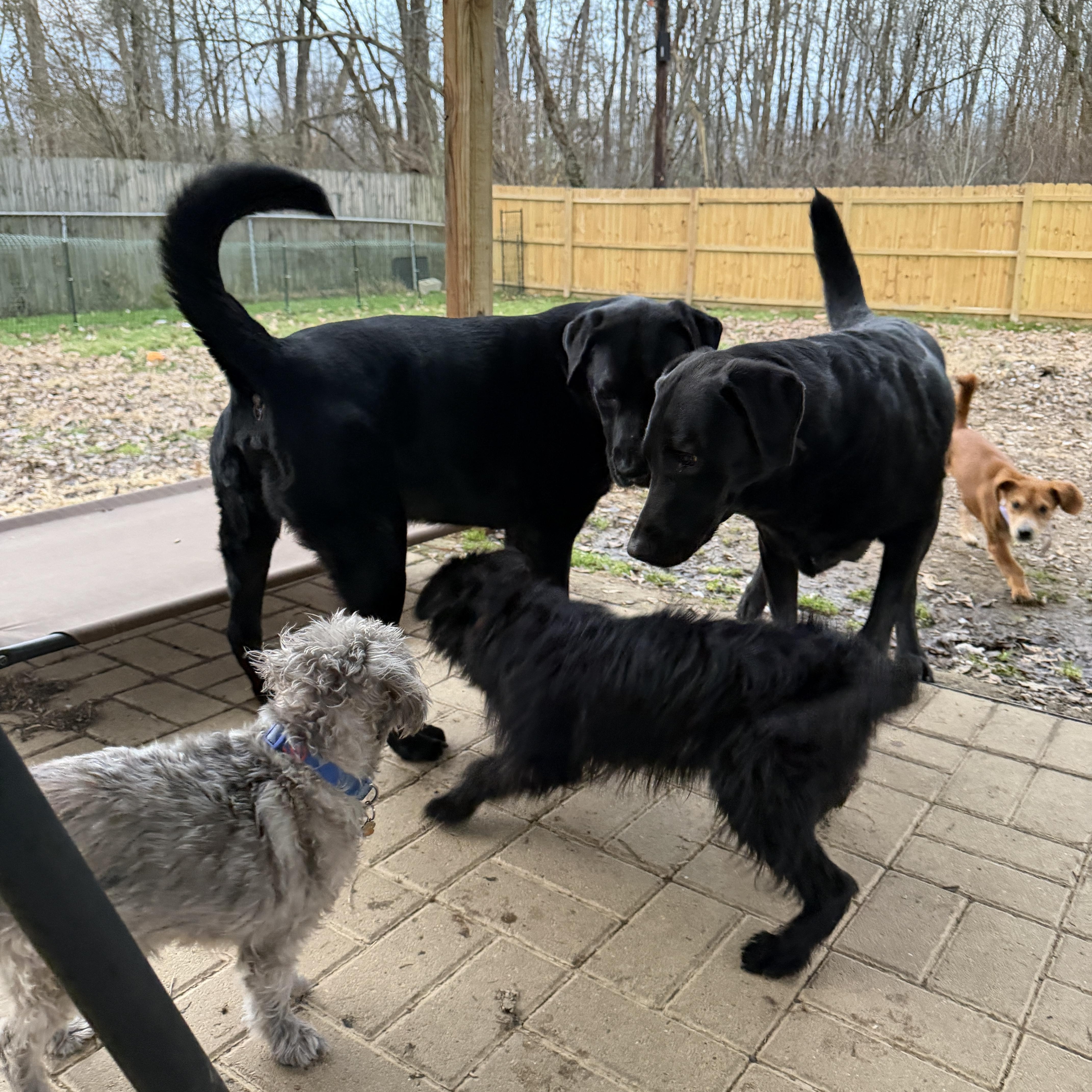 Enlarge Chewy, a ADOPTABLE mixed breed in Jeffersonville, IN image 2/5