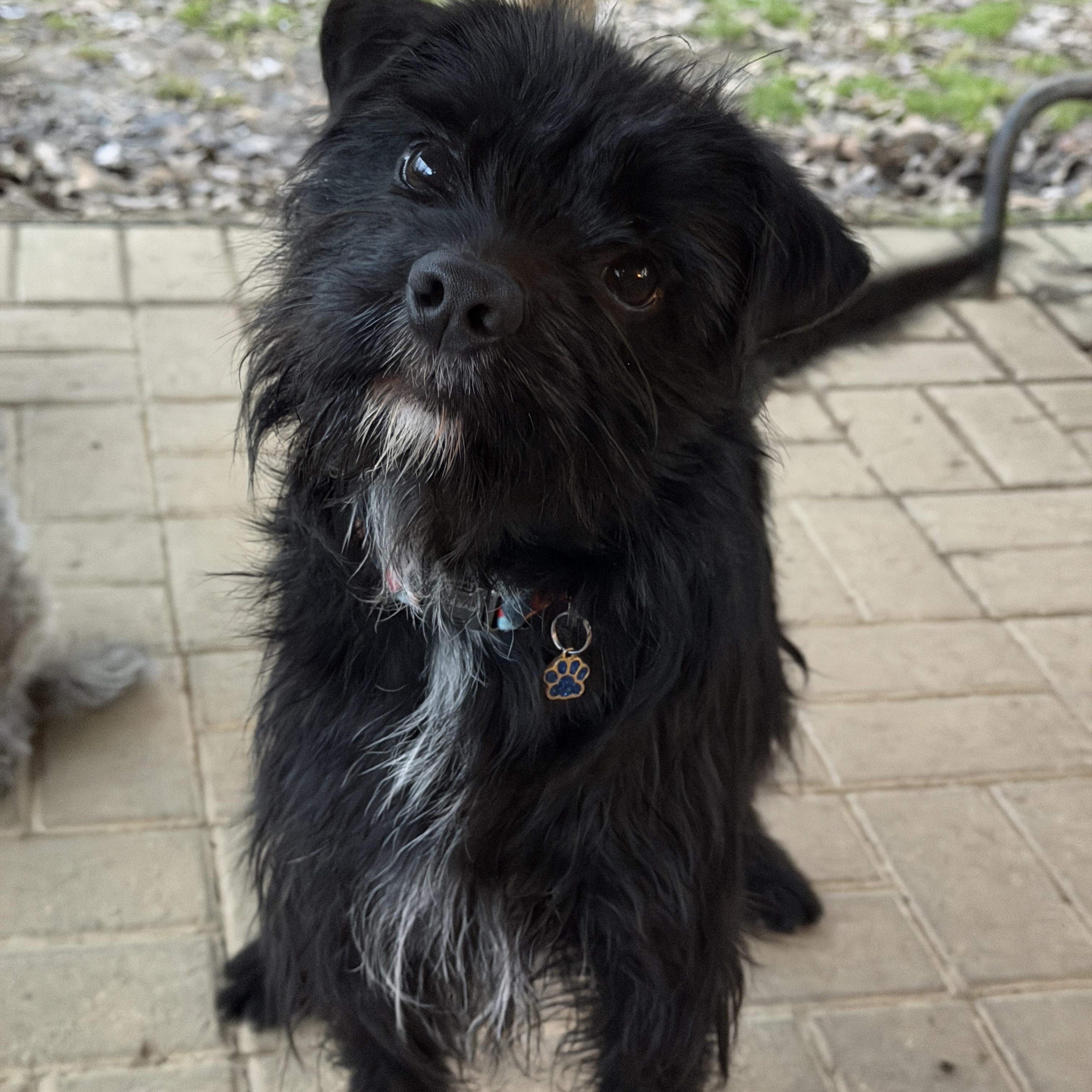 Enlarge Chewy, a ADOPTABLE mixed breed in Jeffersonville, IN image 5/5