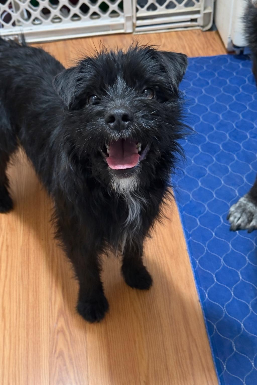 Enlarge Chewy, an adopted mixed breed in Jeffersonville, IN image 6/6