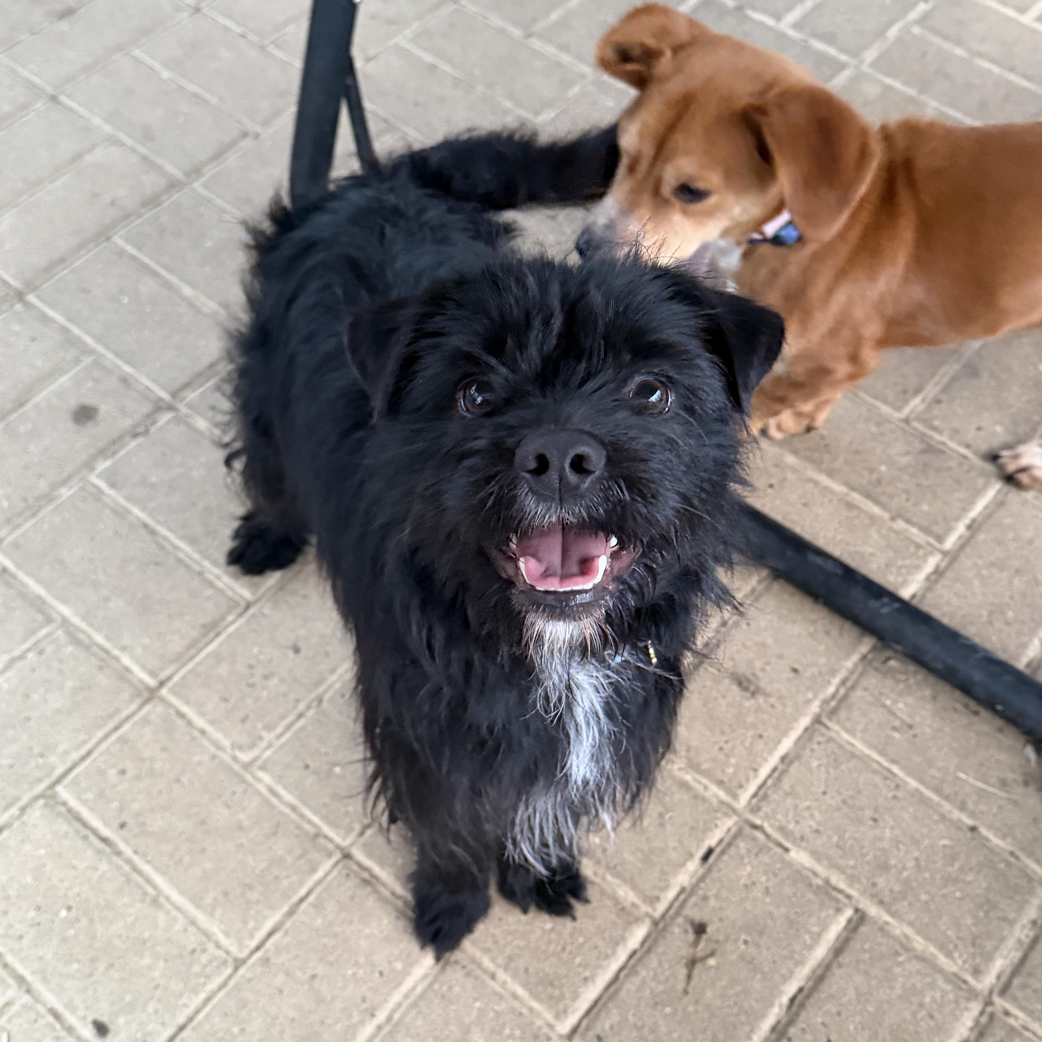 Enlarge Chewy, a ADOPTABLE mixed breed in Jeffersonville, IN image 1/5