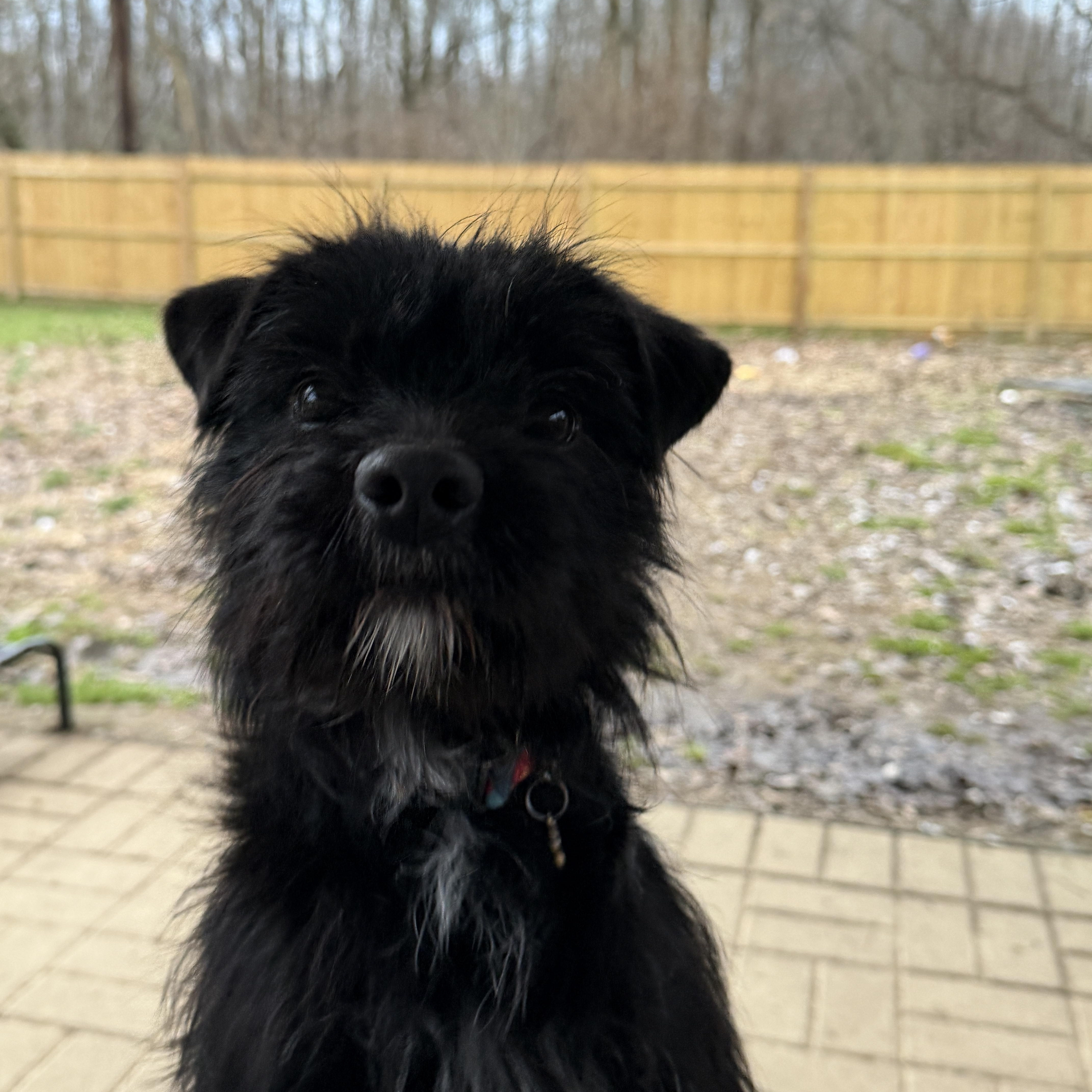 Enlarge Chewy, a ADOPTABLE mixed breed in Jeffersonville, IN image 4/5