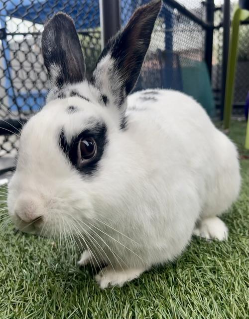 HAPPY, Adoptable, Young Male Bunny Rabbit.