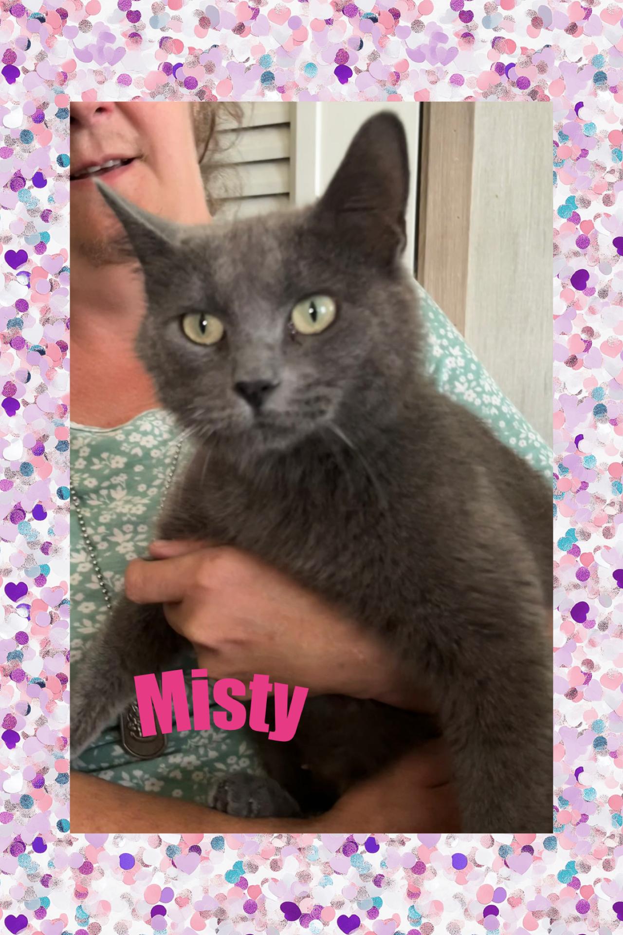 Misty, Adult Female Domestic Short Hair