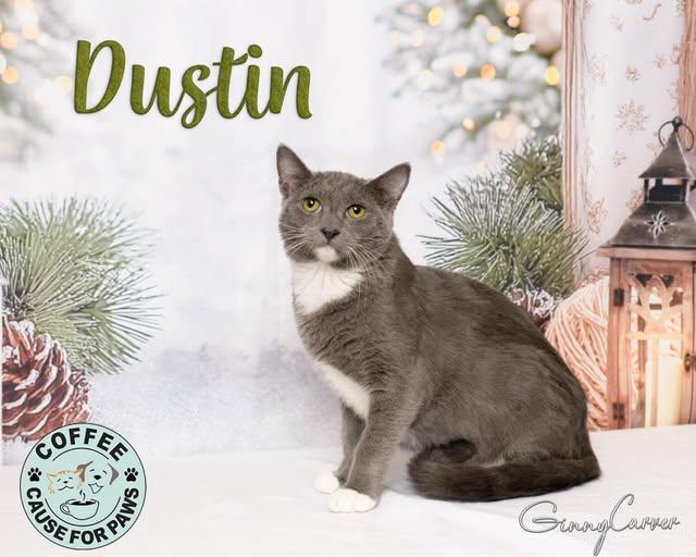 Dustin, Adoptable, Young Male Domestic Short Hair.