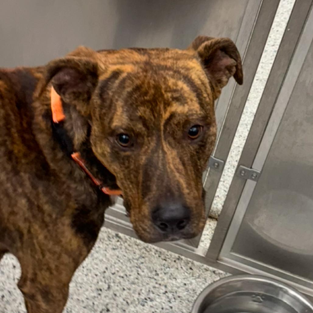 Blaze — thumbnail 2