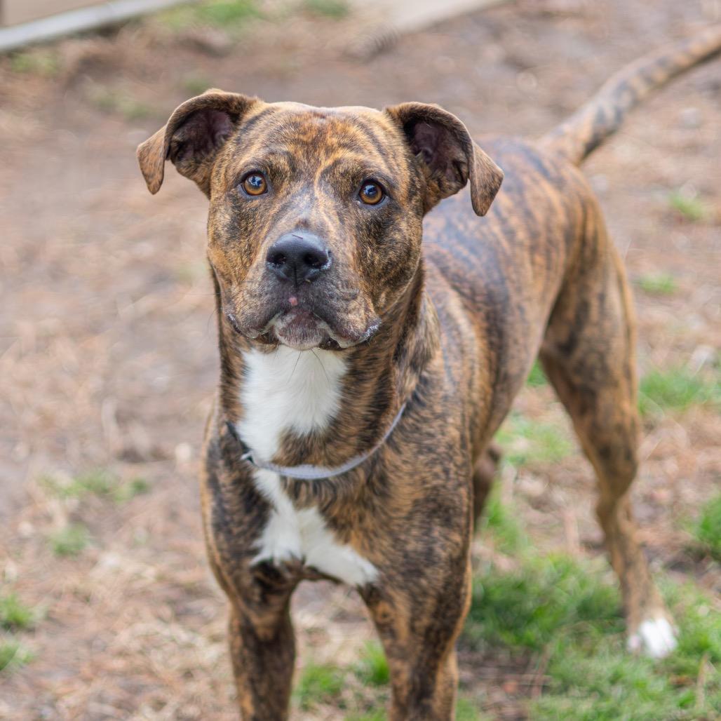 Blaze — thumbnail 3