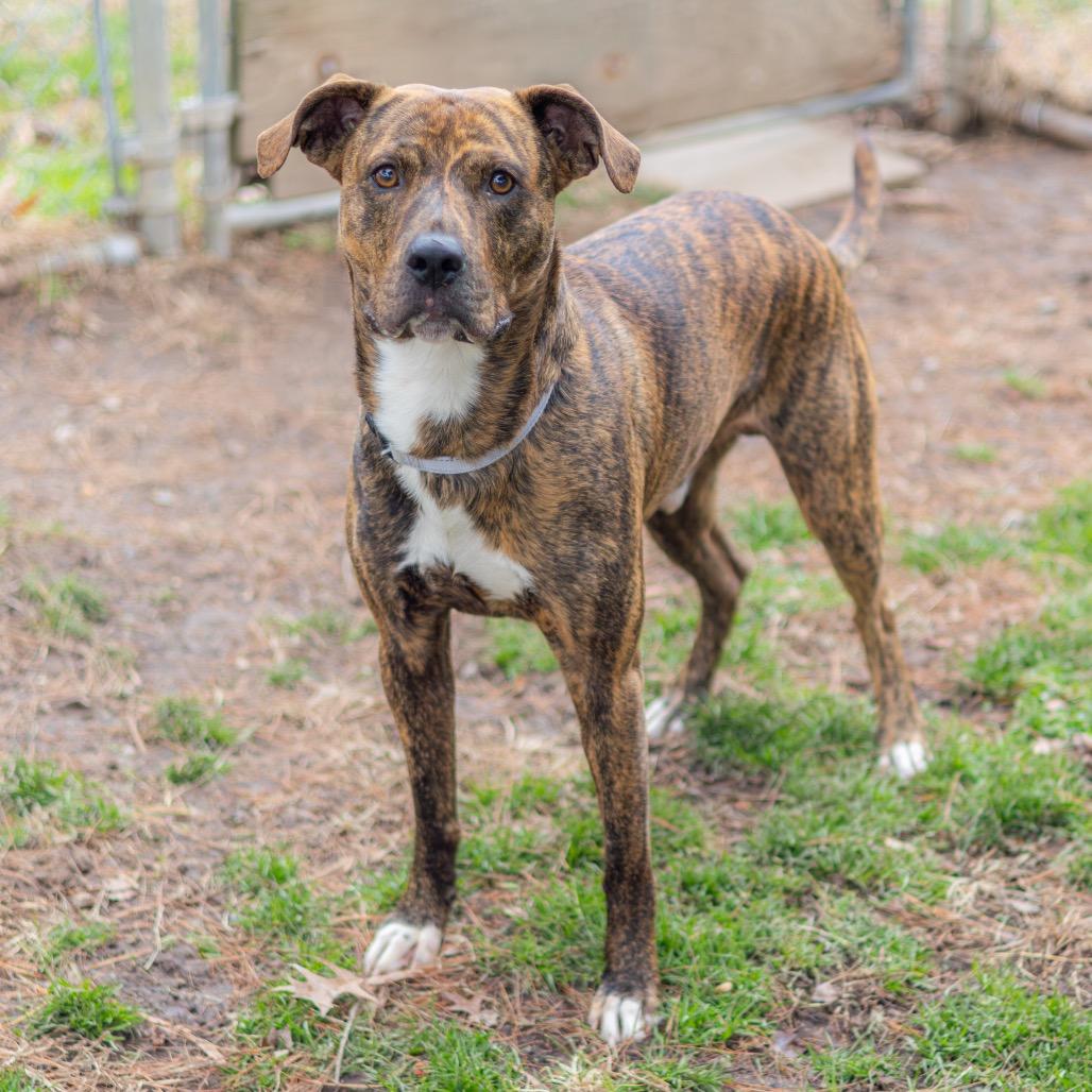 Blaze — thumbnail 4