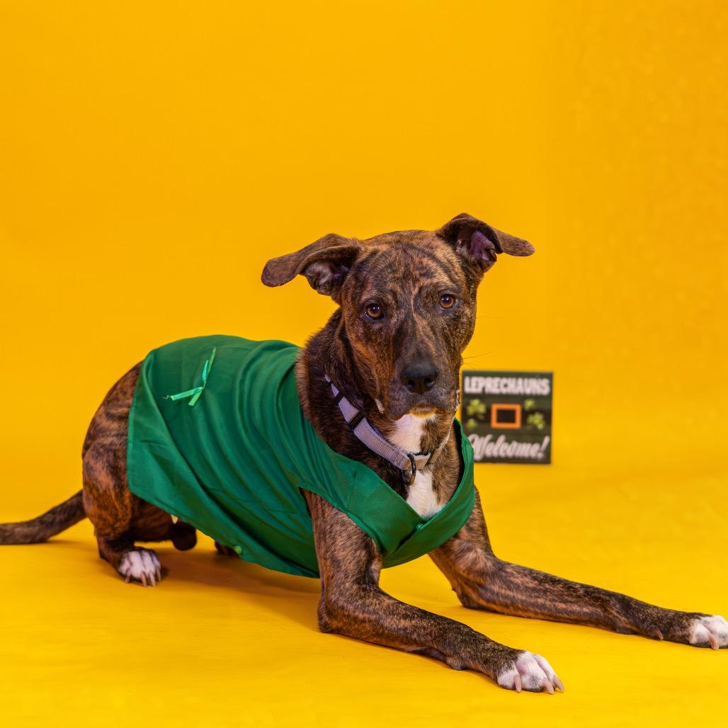 Blaze — thumbnail 5