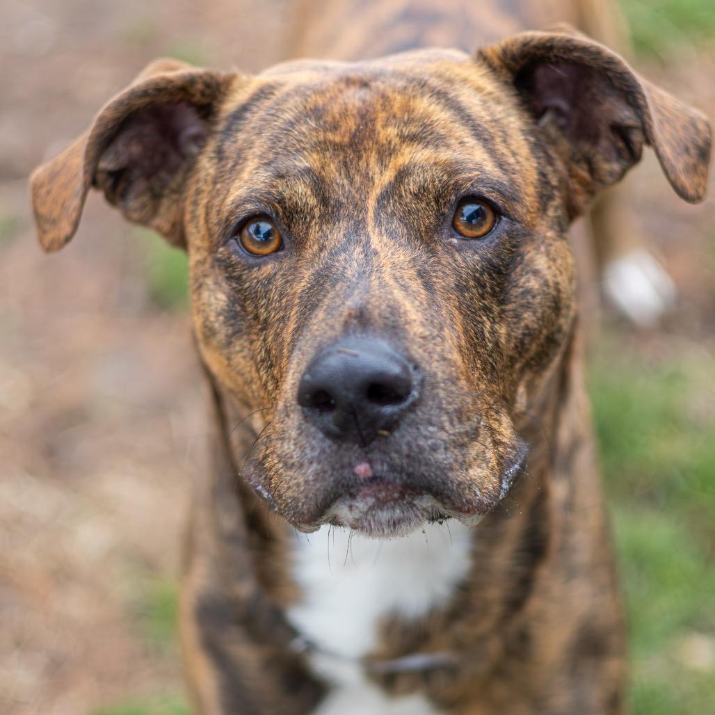 Blaze — thumbnail 6