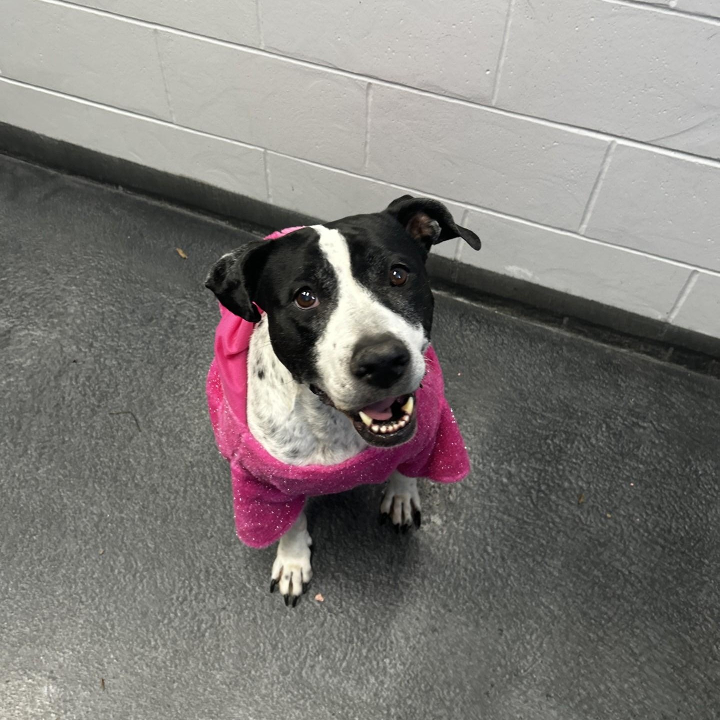 Enlarge Baby Moo, a ADOPTABLE mixed breed in Yorkville, IL image 1/1