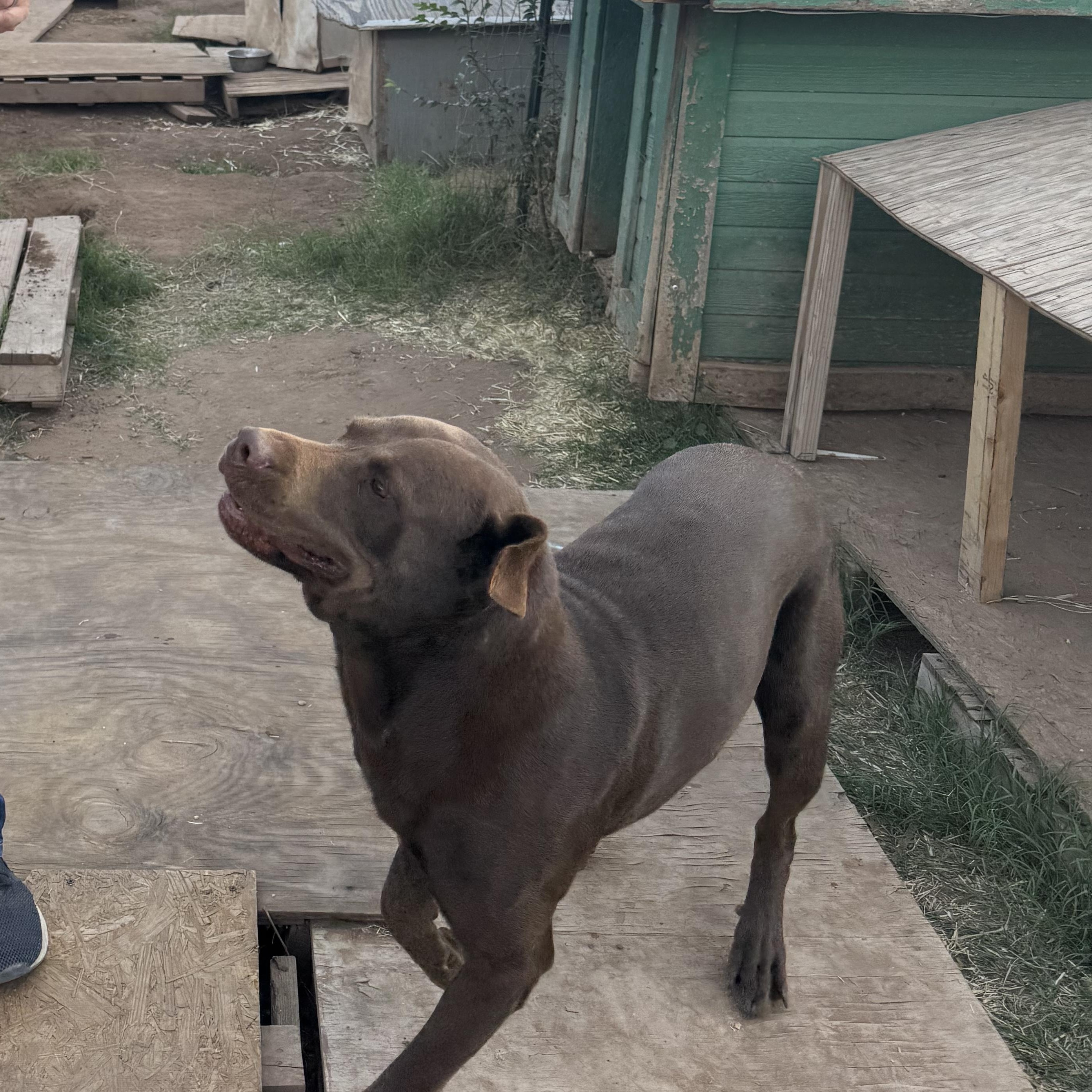 Big Moose, a Adoptable Chocolate Labrador Retriever in Levelland, TX image 3/6