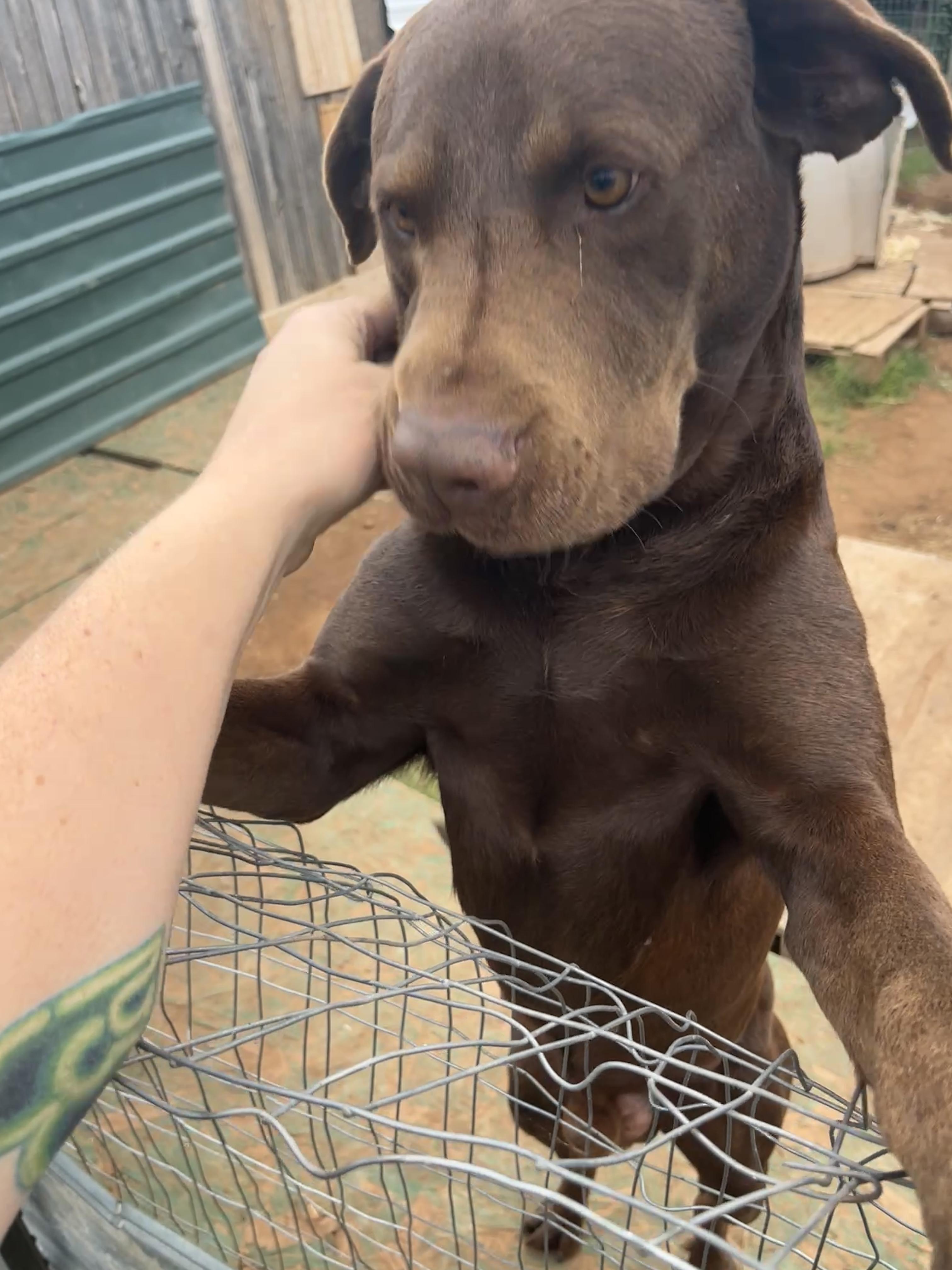 Big Moose, Adoptable, Adult Male Chocolate Labrador Retriever.