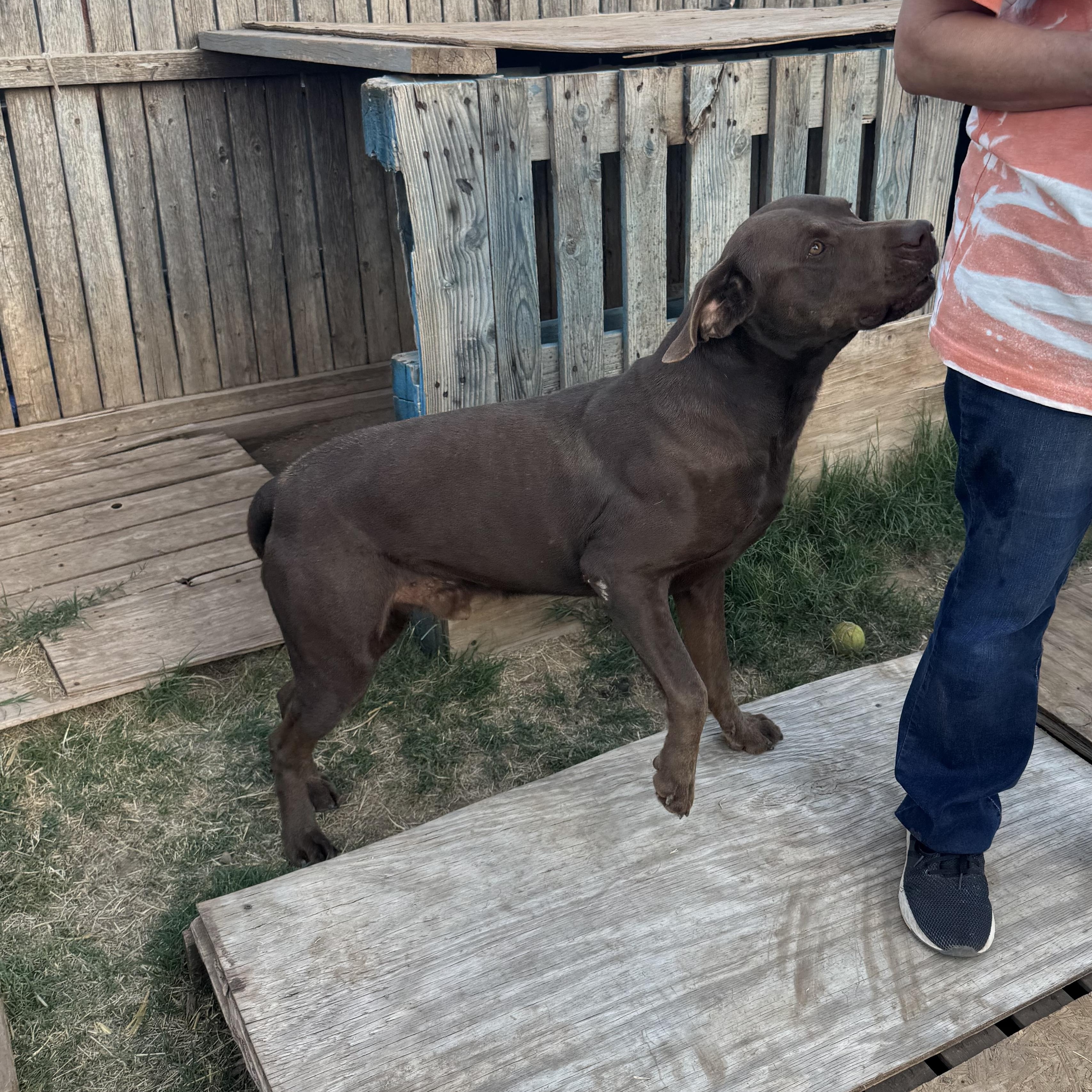Big Moose, a Adoptable Chocolate Labrador Retriever in Levelland, TX image 5/6