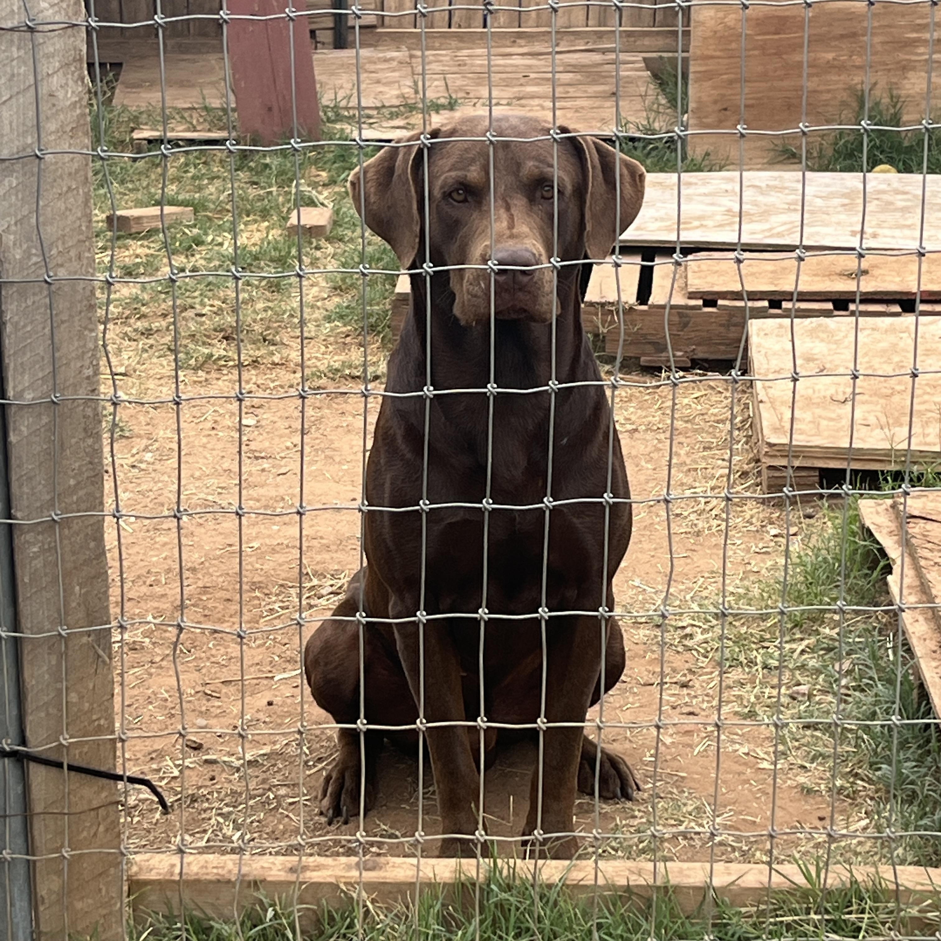 Big Moose, a Adoptable Chocolate Labrador Retriever in Levelland, TX image 2/6