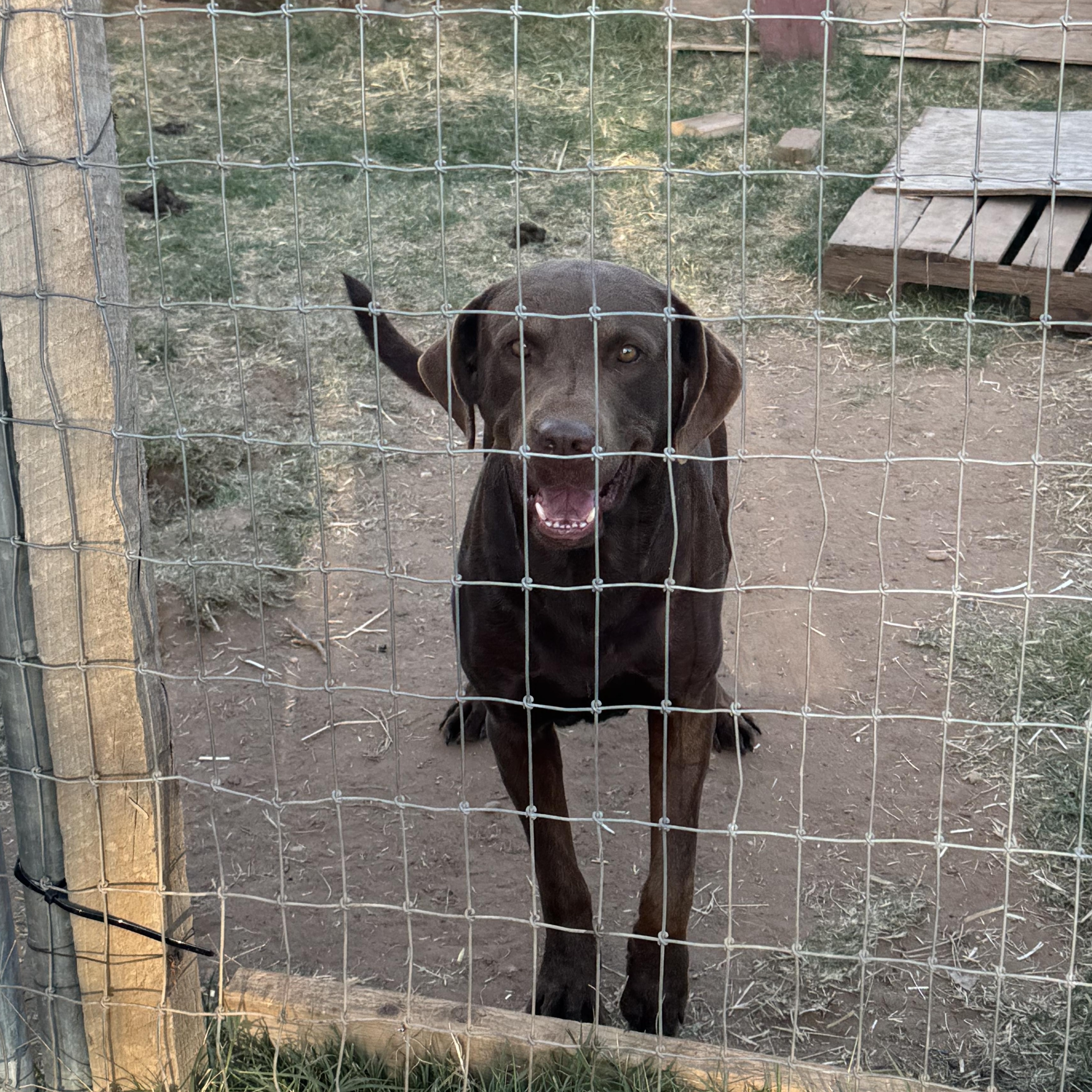 Big Moose, a Adoptable Chocolate Labrador Retriever in Levelland, TX image 4/6