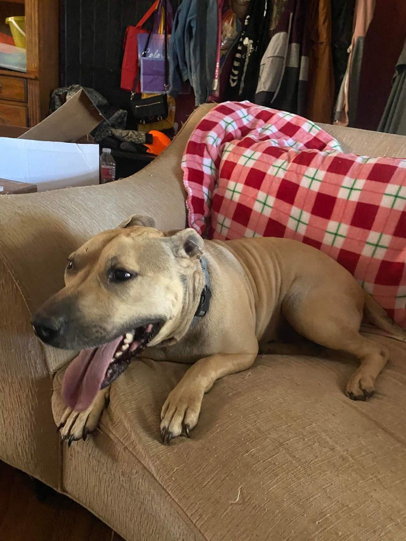 Enlarge Ronan, a Adoptable Pit Bull Terrier in New Braunfels, TX image 1/10