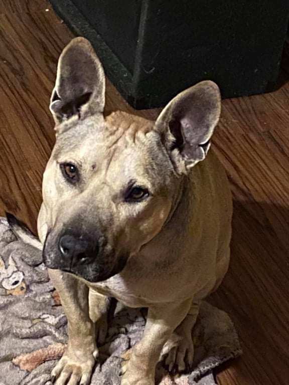 Enlarge Ronan, a Adoptable Pit Bull Terrier in New Braunfels, TX image 2/10