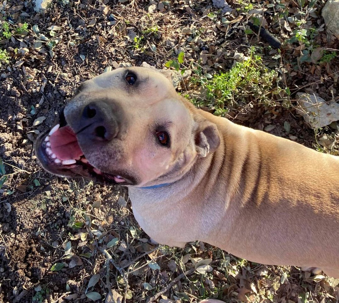 Enlarge Ronan, a Adoptable Pit Bull Terrier in New Braunfels, TX image 3/10