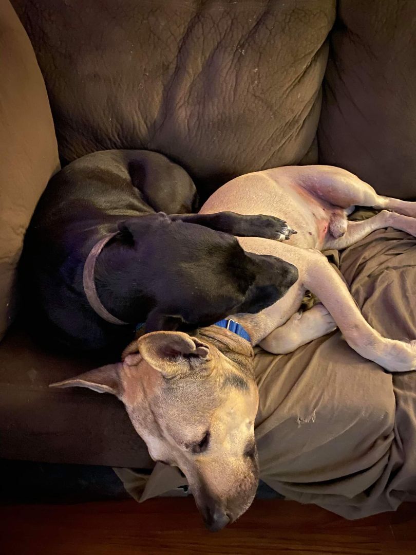 Enlarge Ronan, a Adoptable Pit Bull Terrier in New Braunfels, TX image 4/10