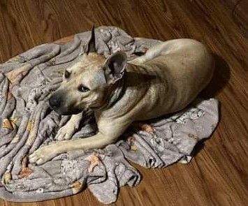 Ronan — thumbnail 5