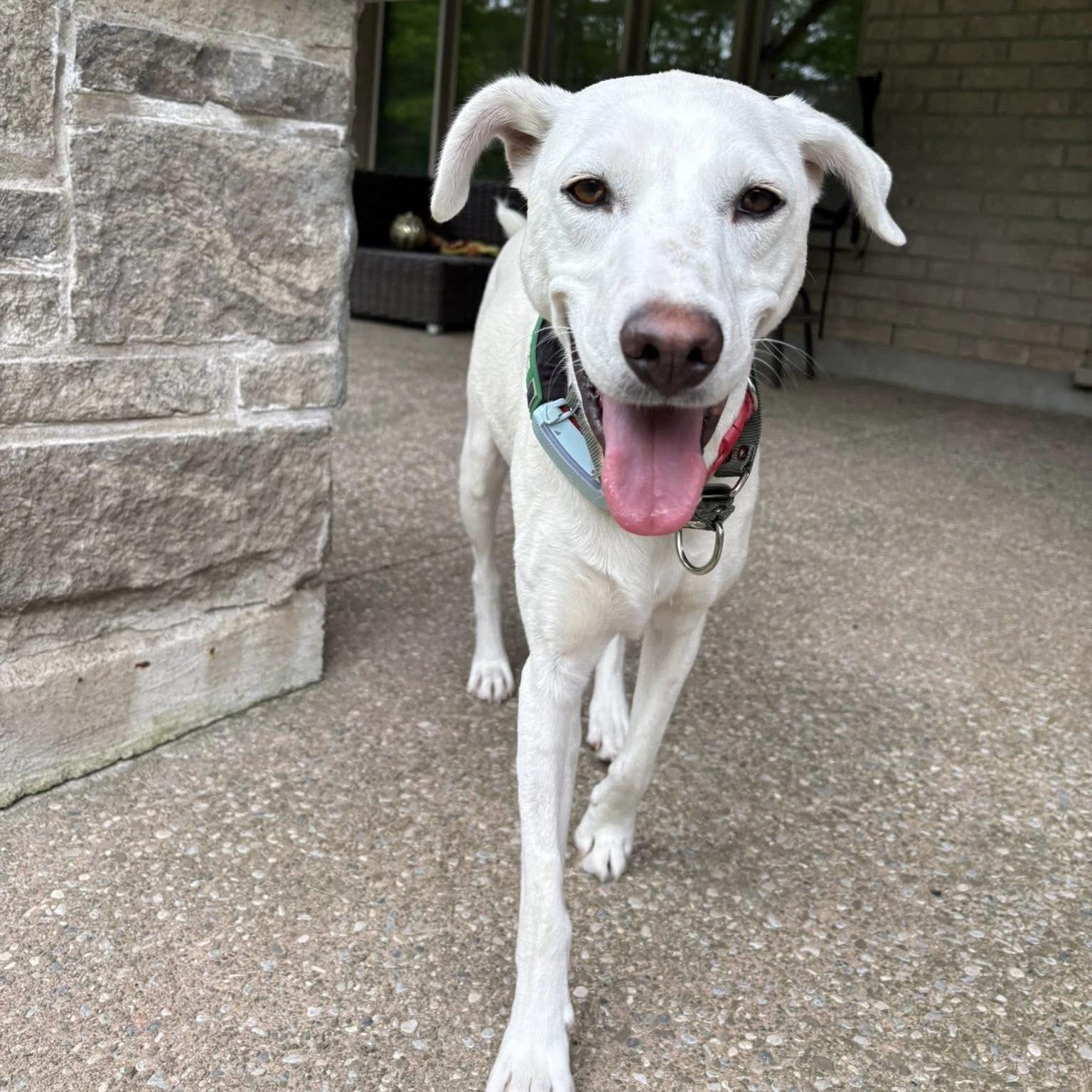 Billy, a Adoptable mixed breed in Thornhill, ON image 1/6