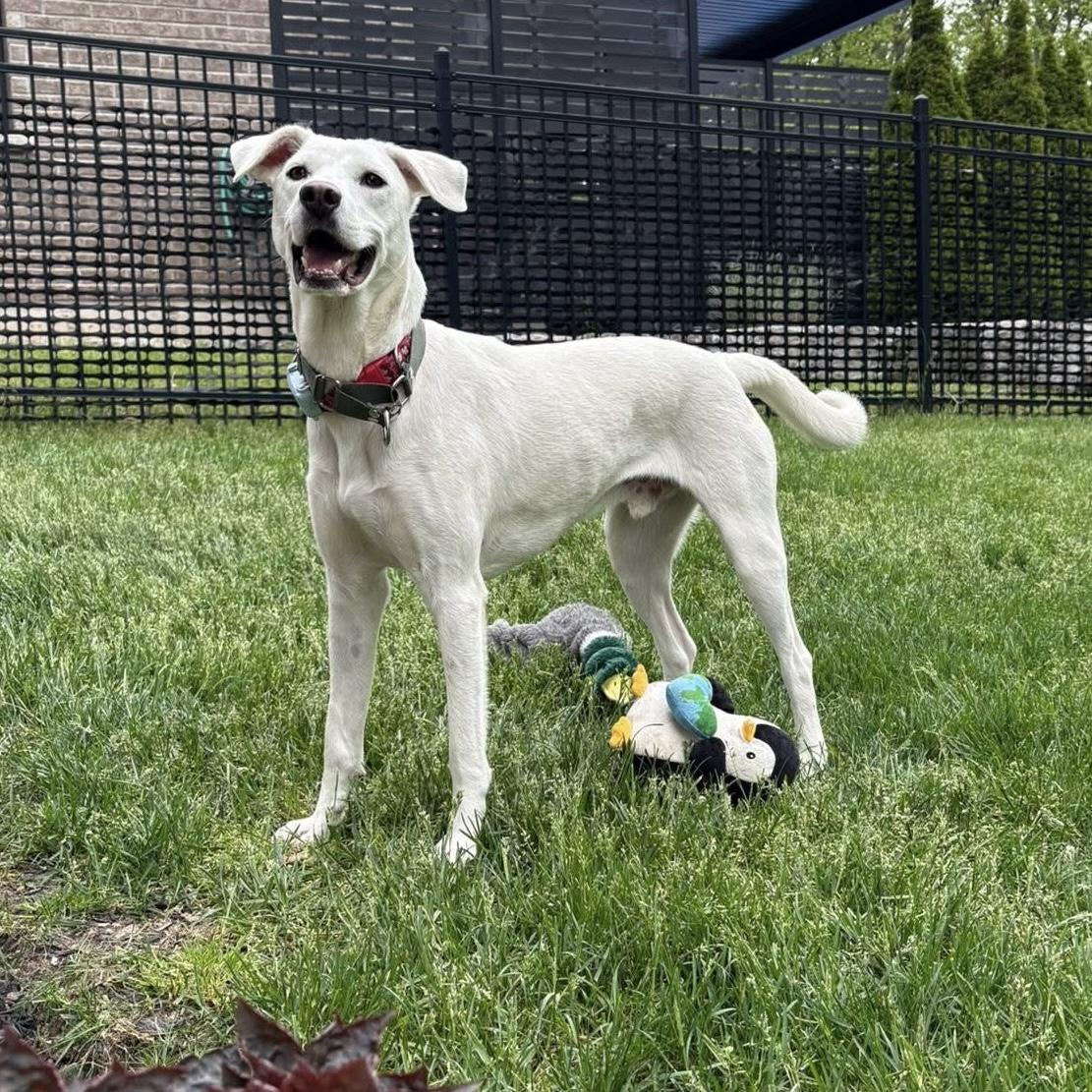 Billy, a Adoptable mixed breed in Thornhill, ON image 3/6