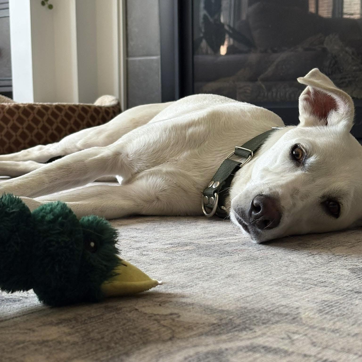Billy, a Adoptable mixed breed in Thornhill, ON image 4/6