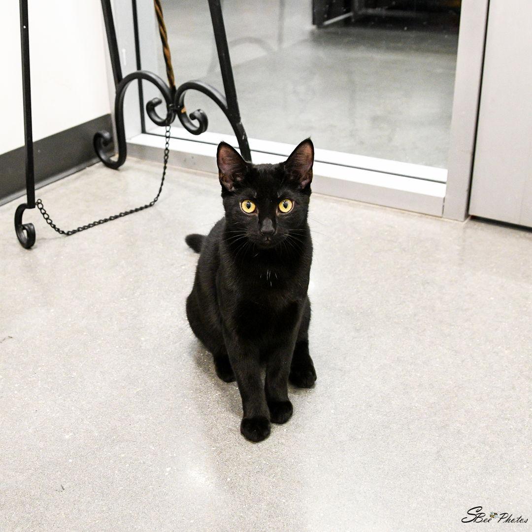 Rubee, Adoptable, Young Female Domestic Short Hair.