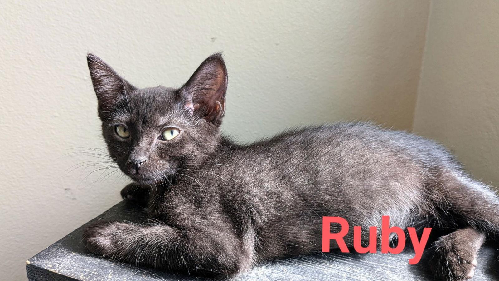 Enlarge Rubee, a Adoptable Domestic Short Hair in St. Cloud, FL image 2/2