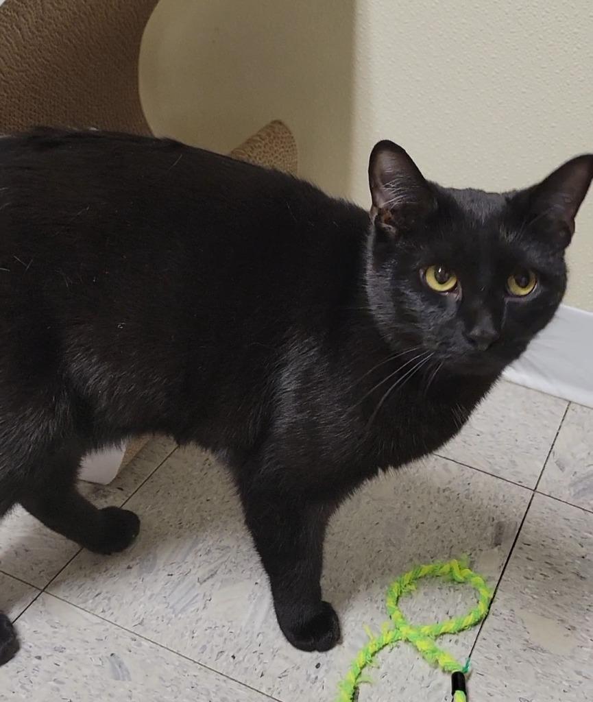 Quincy, Adoptable, Adult Male Domestic Short Hair.