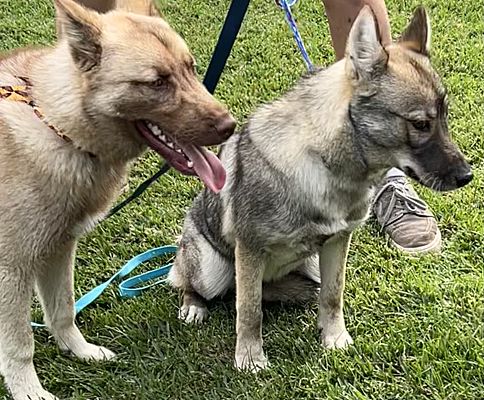 Jack & Jill, Adoptable, Young Female Husky & Siberian Husky.