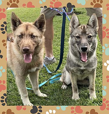 Enlarge Jack & Jill, a Adoptable mixed breed in Santa Ana, CA image 2/4