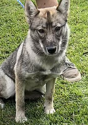 Enlarge Jack & Jill, a Adoptable mixed breed in Santa Ana, CA image 3/4