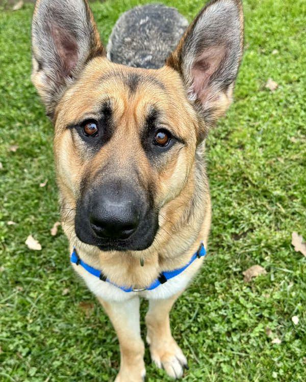 Lydia 307418, Adoptable, Adult Female German Shepherd Dog.