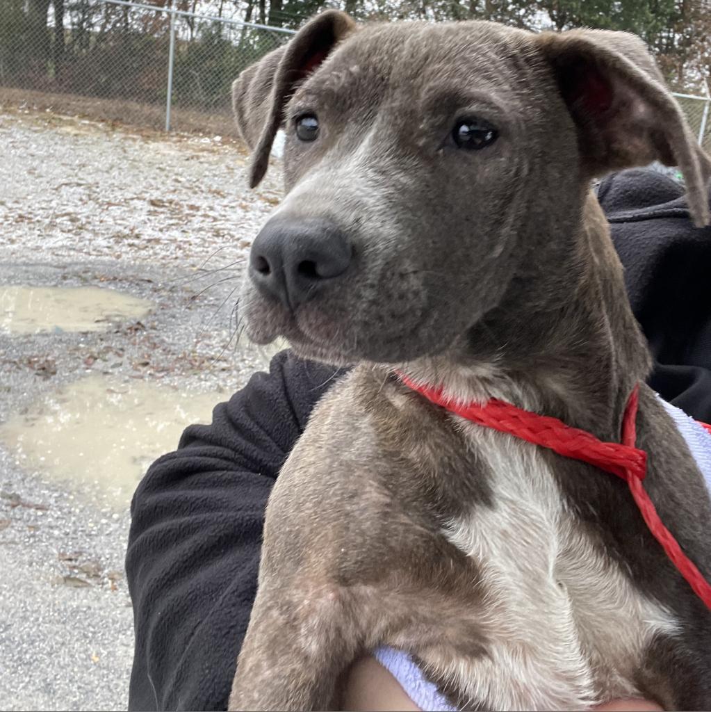 Rosemary, Adoptable, Young Female Terrier.