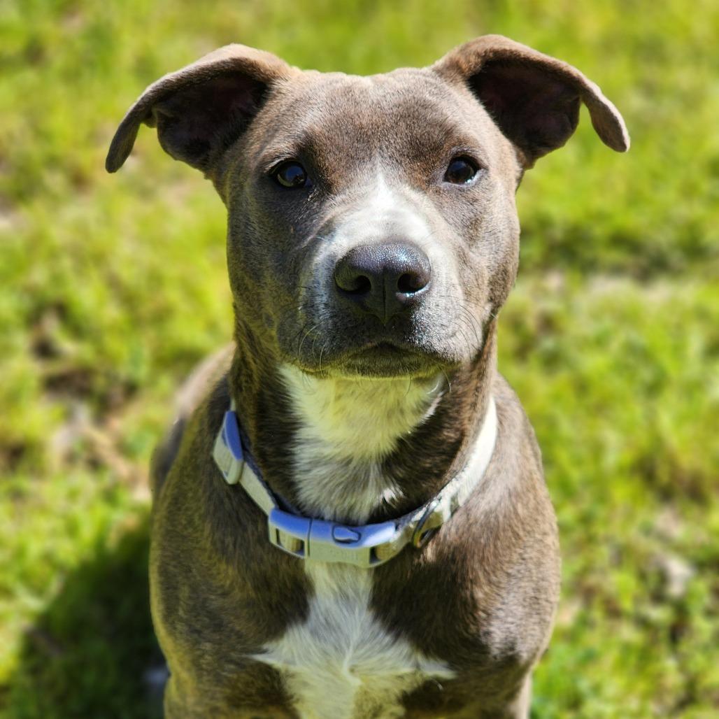 Rosemary, a Adoptable mixed breed in Montgomery, AL image 2/6