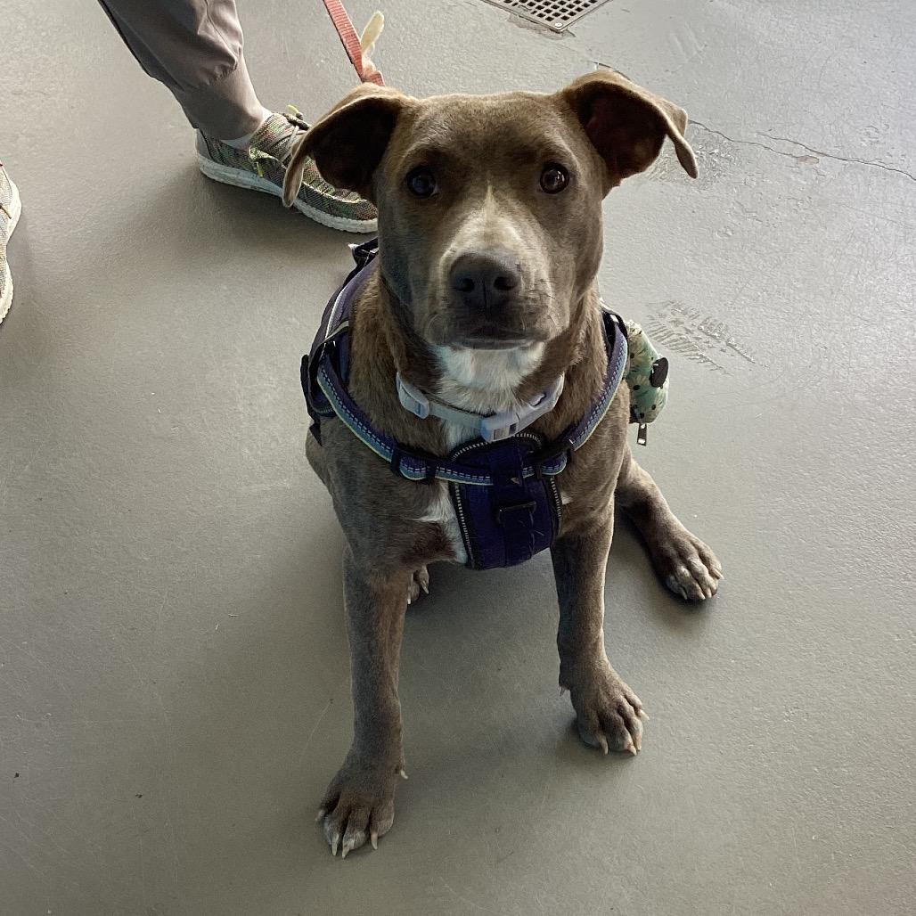 Rosemary, a Adoptable mixed breed in Montgomery, AL image 3/6