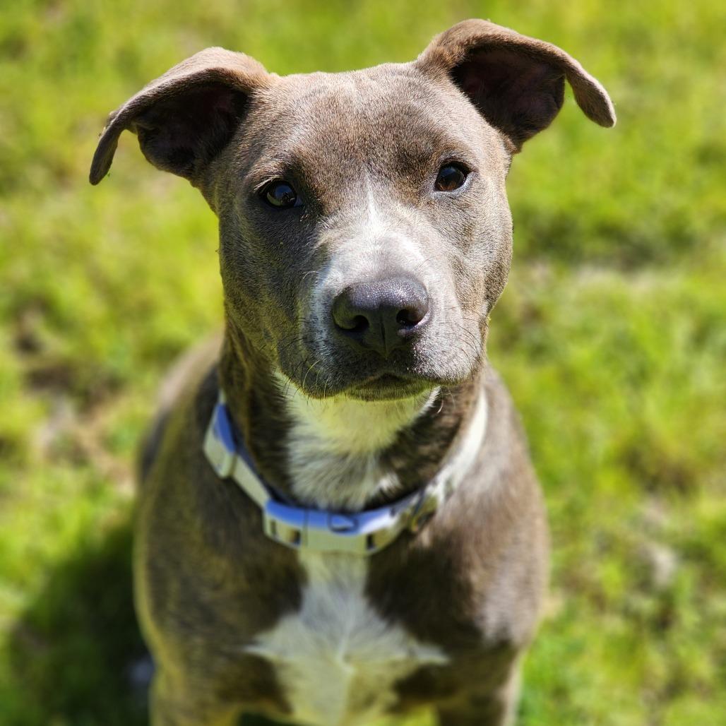 Rosemary, a Adoptable mixed breed in Montgomery, AL image 5/6