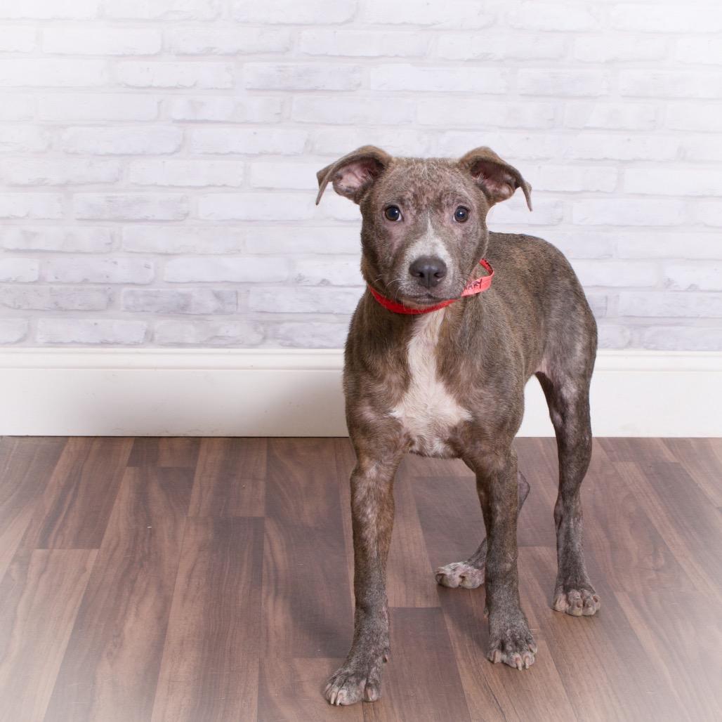 Rosemary, a Adoptable mixed breed in Montgomery, AL image 6/6