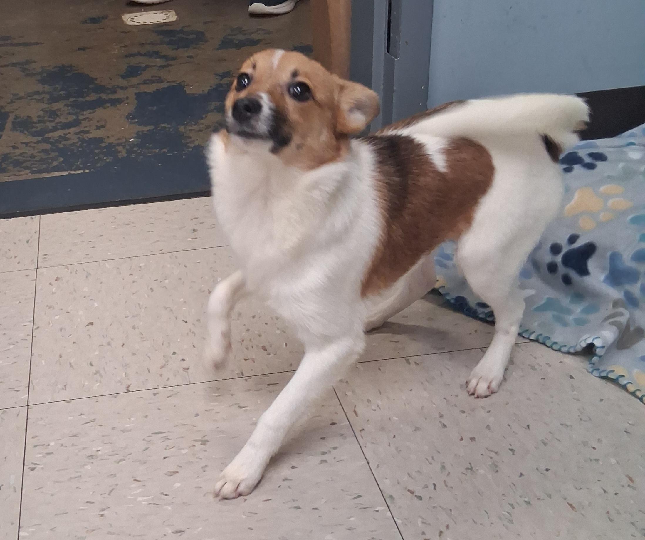 Enlarge Latte, a Adoptable mixed breed in Onley, VA image 2/3