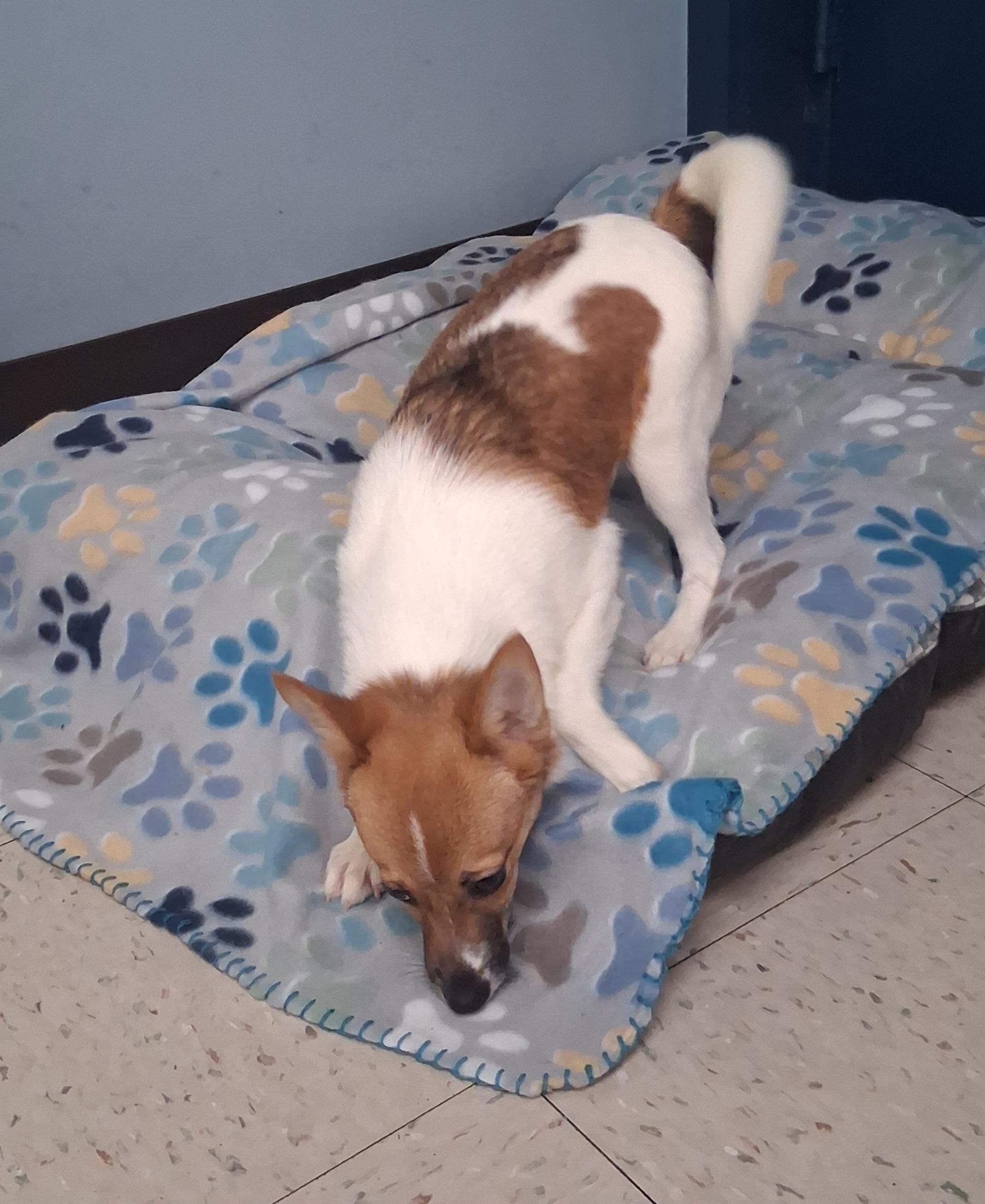 Enlarge Latte, a Adoptable mixed breed in Onley, VA image 3/3