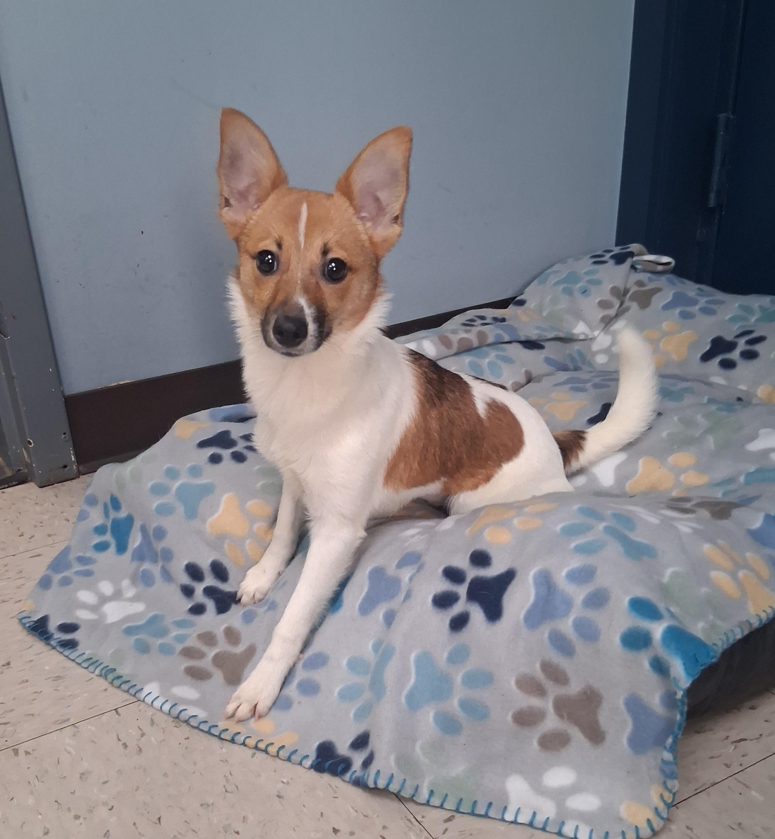 Latte, Adoptable, Puppy Female Pomeranian & Jack Russell Terrier.