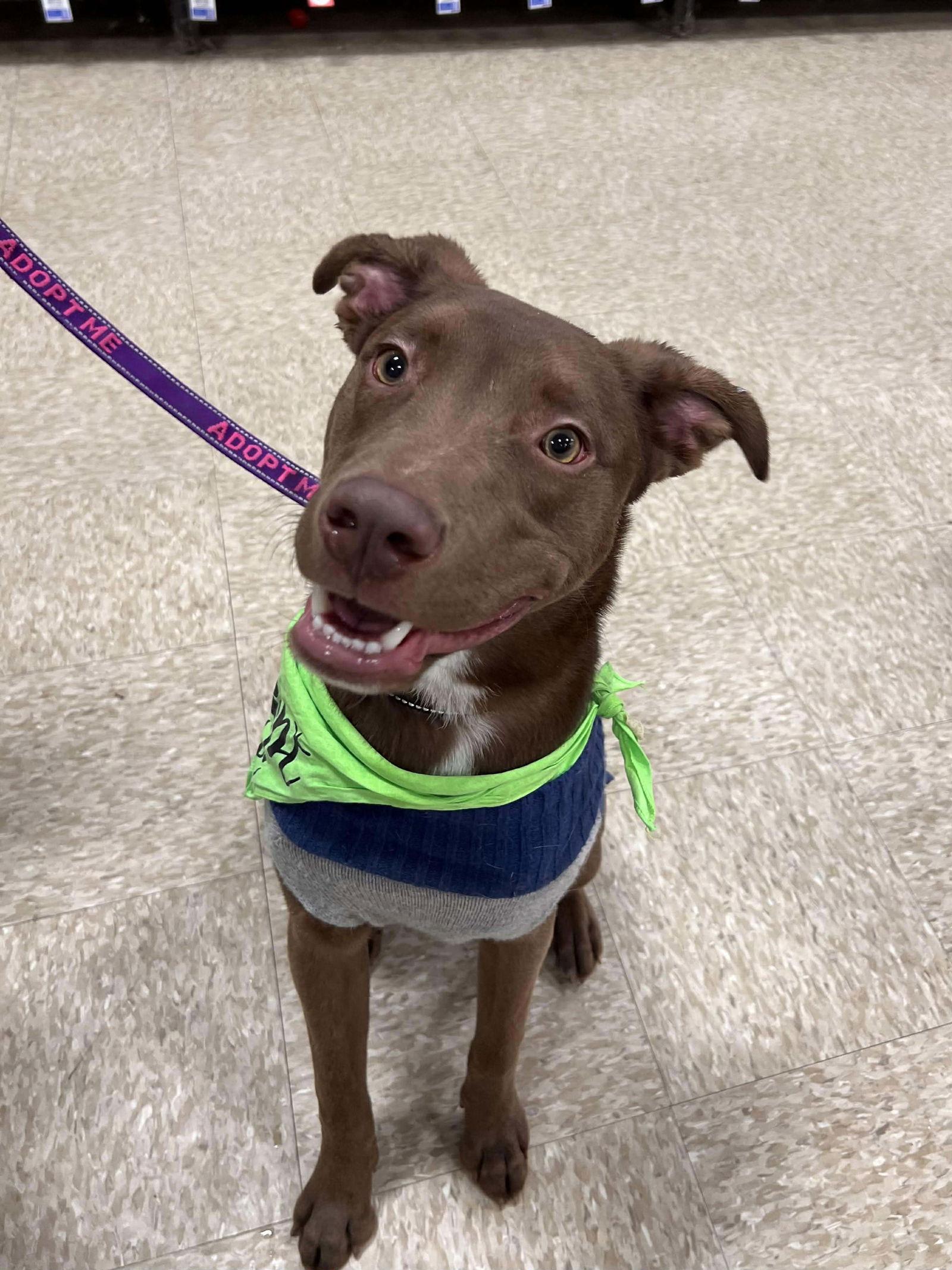 Enlarge Jacques, a Adopted Labrador Retriever in Minneapolis, MN image 1/3