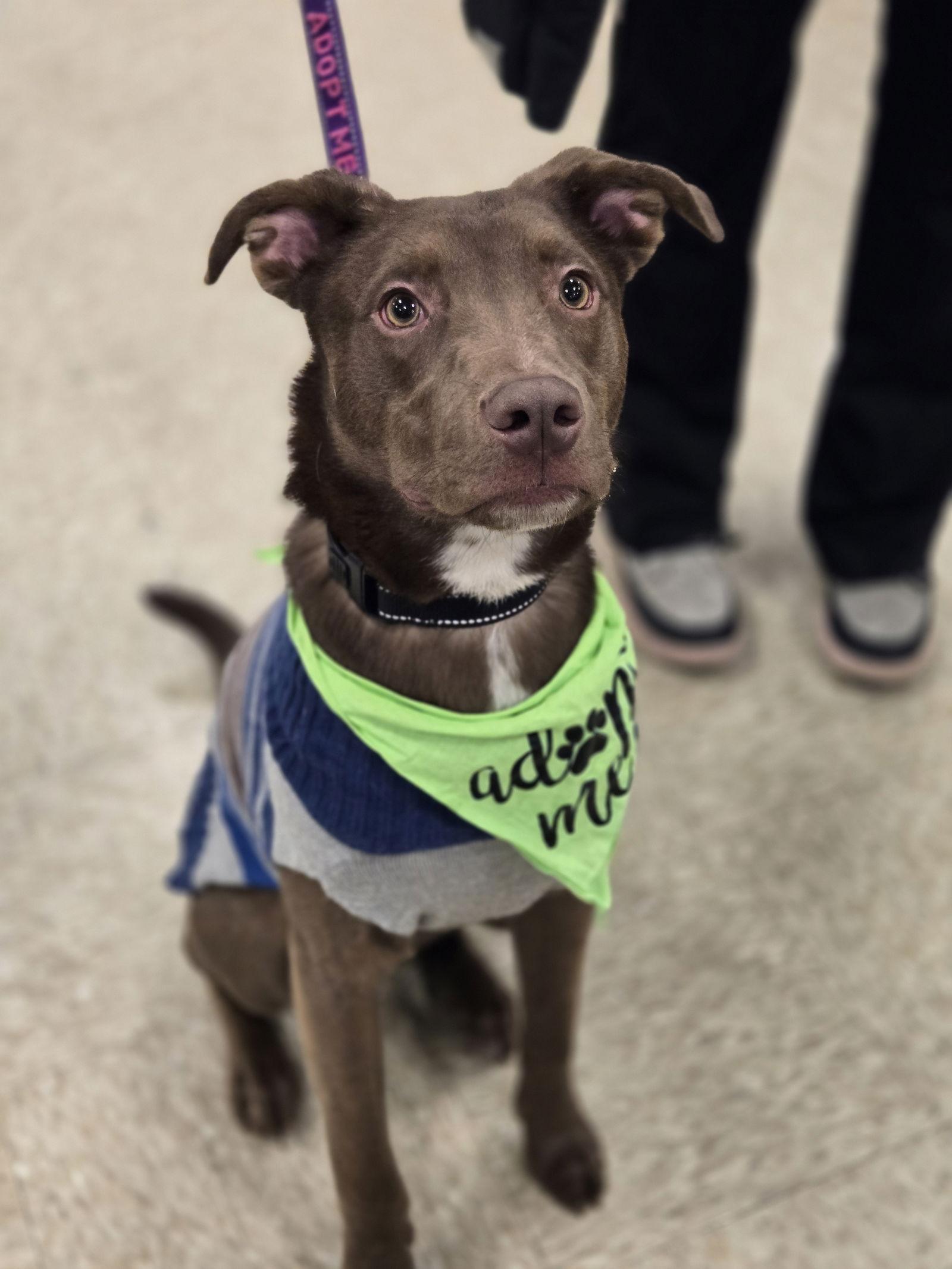 Enlarge Jacques, a Adopted Labrador Retriever in Minneapolis, MN image 2/3