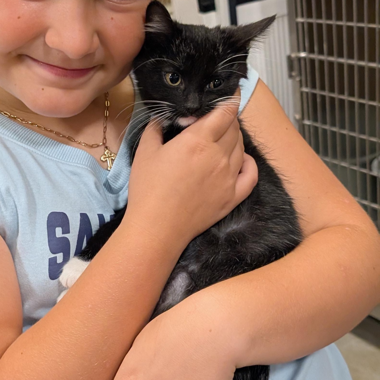 Enlarge Hazel, a Adoptable Domestic Short Hair in Missoula, MT image 1/1