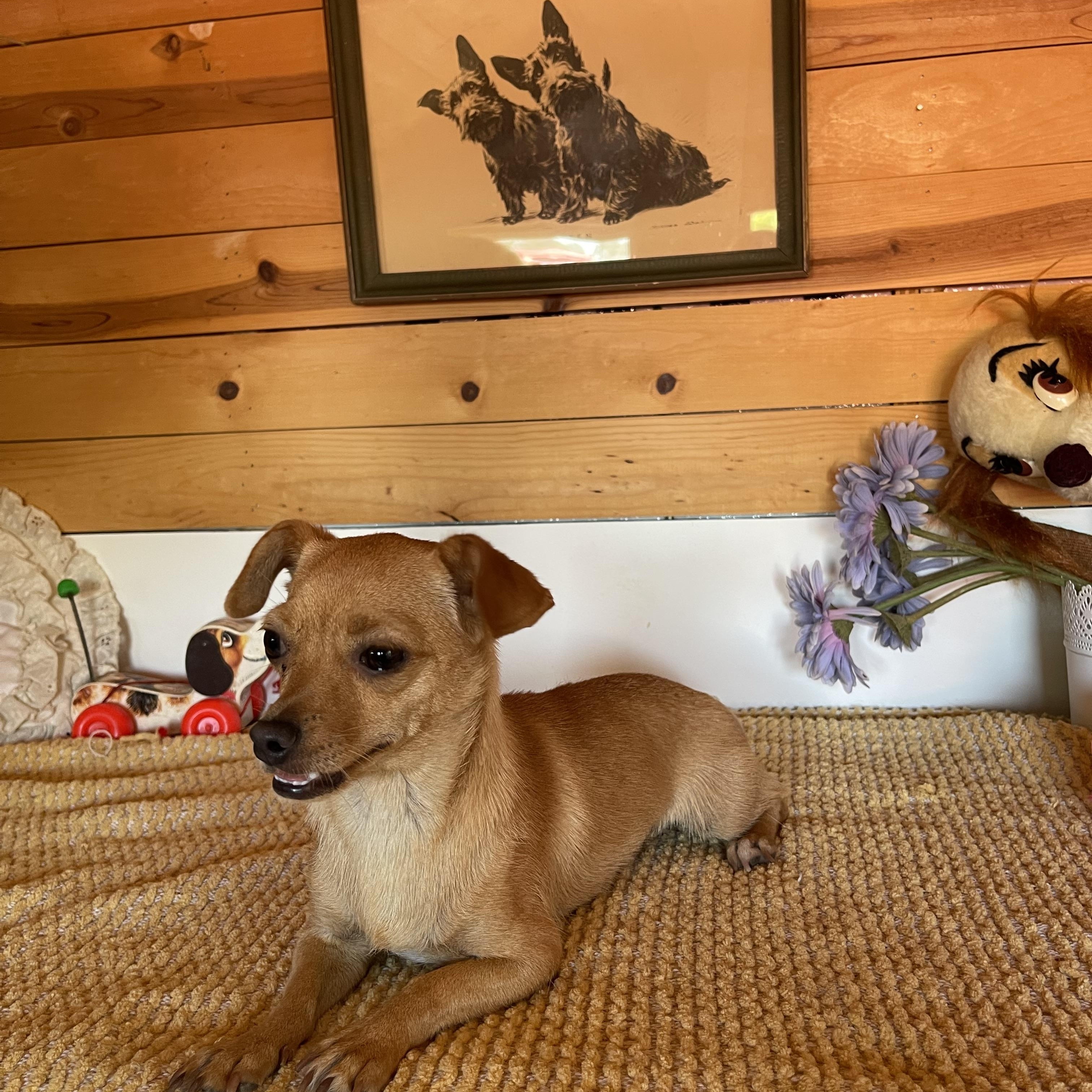 Sissy, a ADOPTABLE Chihuahua in Vacaville, CA image 3/5