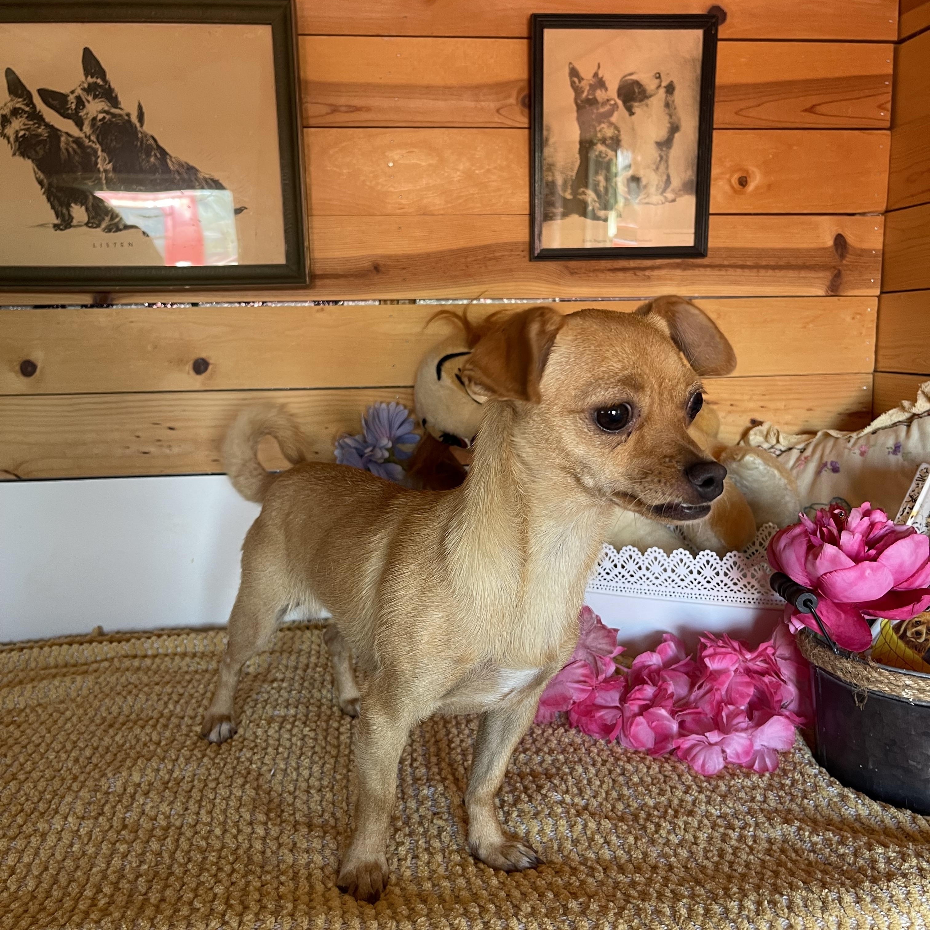 Sissy, a ADOPTABLE Chihuahua in Vacaville, CA image 4/5