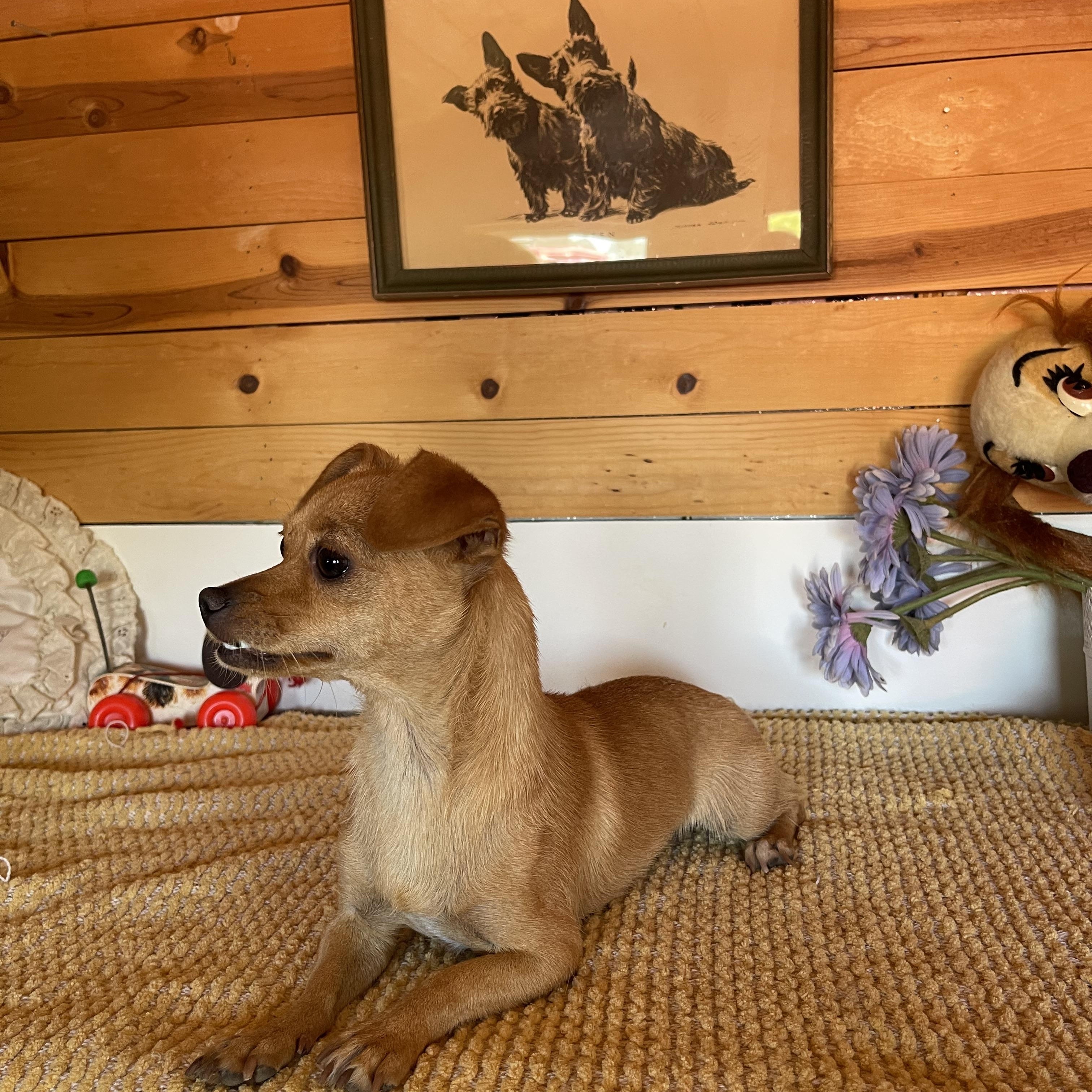 Sissy, a ADOPTABLE Chihuahua in Vacaville, CA image 2/5