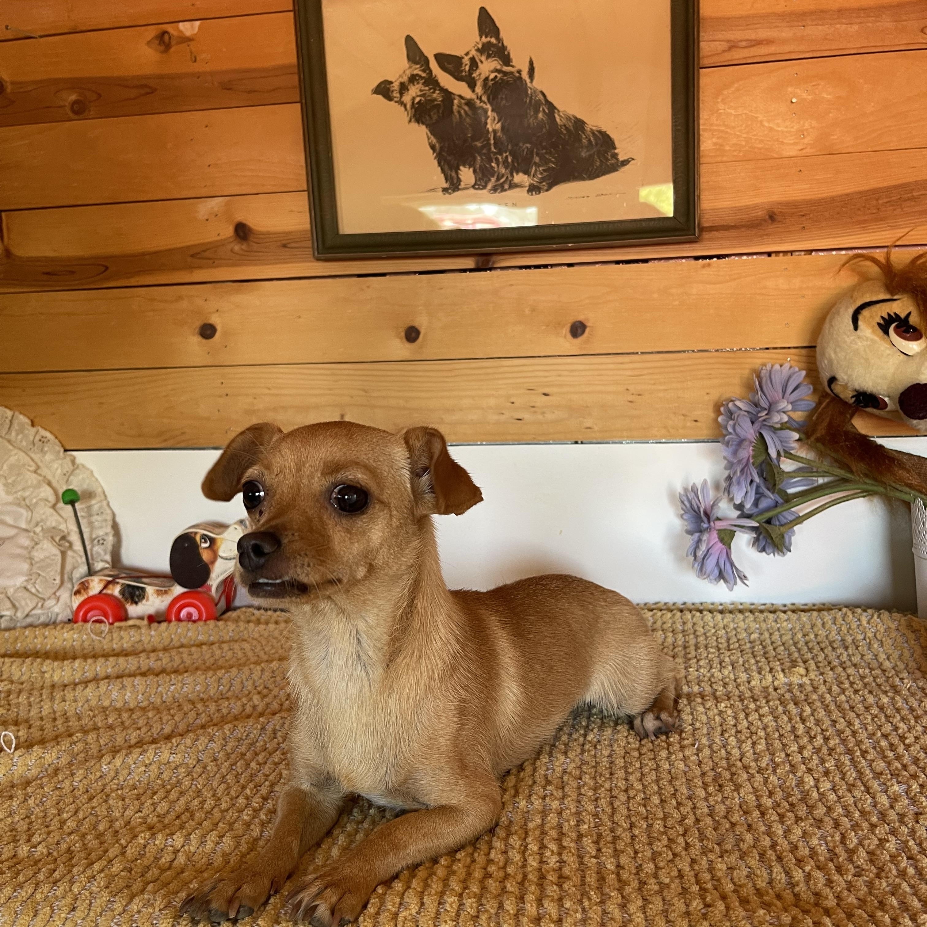 Sissy, a ADOPTABLE Chihuahua in Vacaville, CA image 5/5