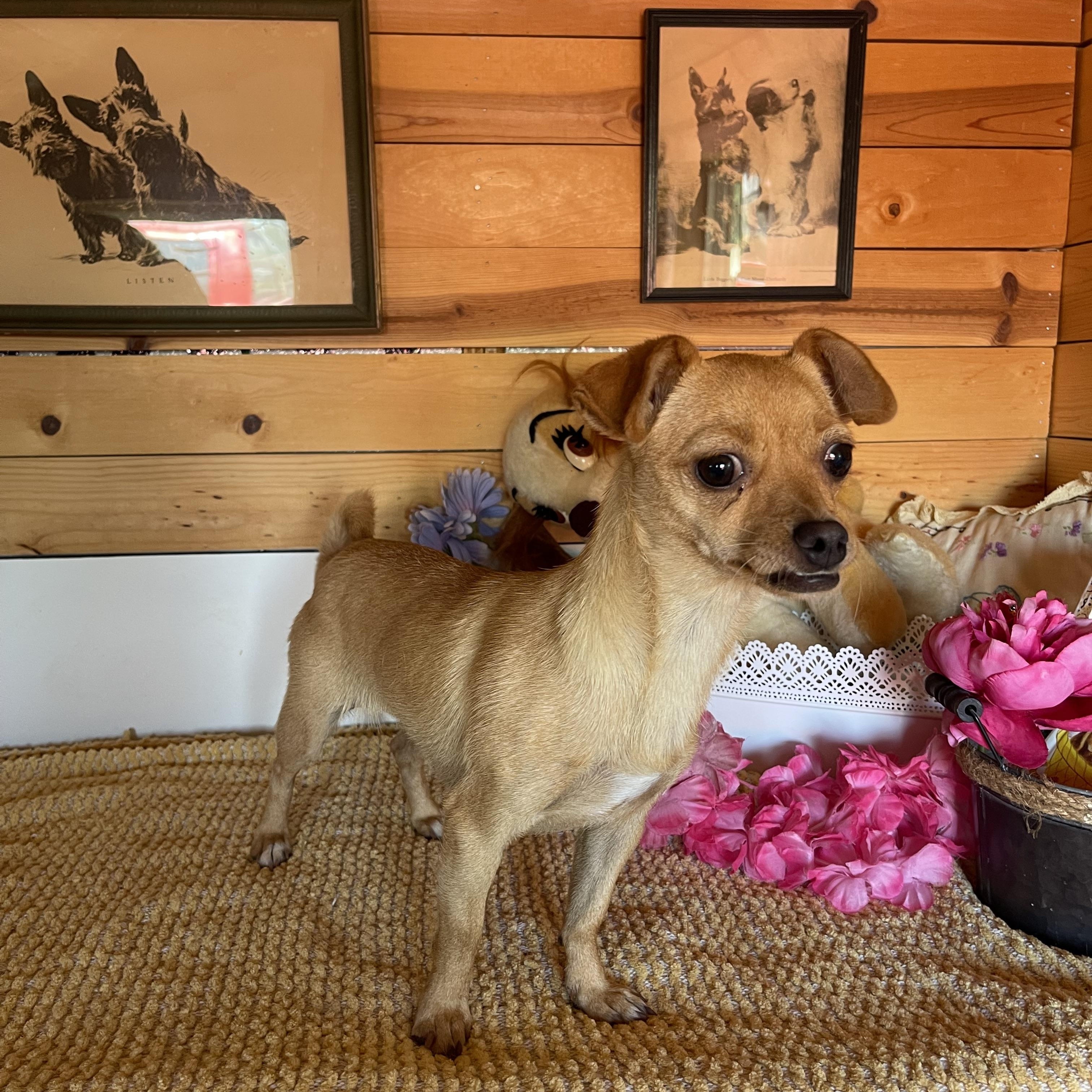 Sissy, ADOPTABLE, Young Female Chihuahua.